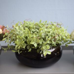 Arranjo de Folhagens Peperômia no Vaso Baixo de Vidro | Linha Arranjos de Flores Distribuidor Das Flores