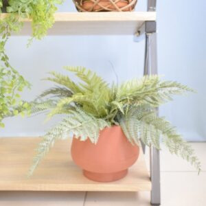 Arranjo Samambaia Toque Real no Vaso Terracota P | Distribuidor Das Flores