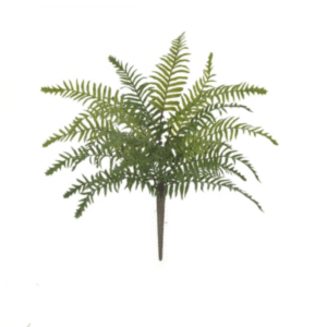 Samambaia Real Toque -35cm | Distribuidor Das Flores