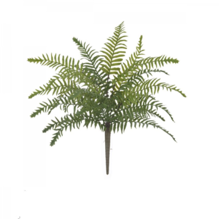 Samambaia Real Toque -35cm | Distribuidor Das Flores