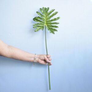 Folha Artificial Guaimbé | Distribuidor Das Flores