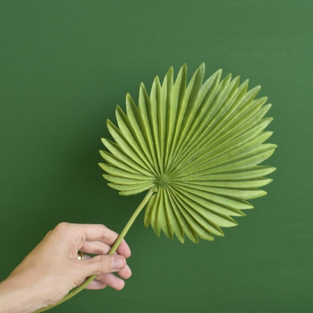 180_folha_de_latania_artificial_toque_real_formosinha_283_1_f893007fea28d9a498c763b7407c59dc.jpg Folha de Latania Artificial Toque Real | Distribuidor Das Flores