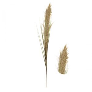Haste de Capim dos Pampas Preservado Artificial 1,5m