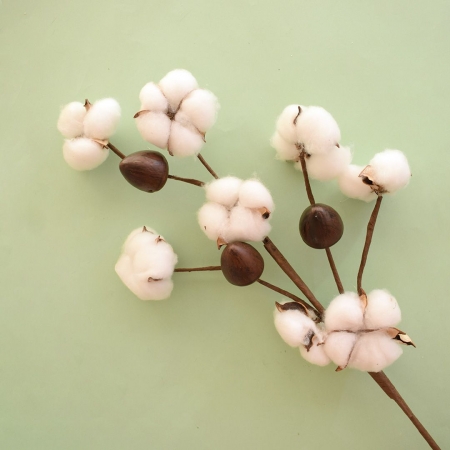 Haste de Flor Seca de Algodão Envelhecida | Flor Seca Distribuidor Das Flores