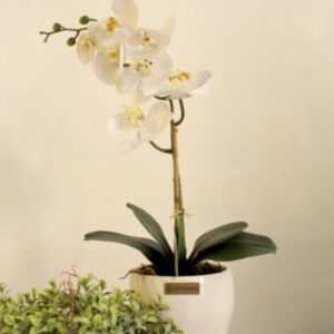 Arranjo Orquídea Phalaenopsis Toque Real no Vaso Lorance Branco | Essência Singular Distribuidor Das Flores