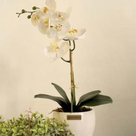 180_haste_de_orquidea_phalaenopsis_toque_real_no_vaso_lorance_branco_essencia_singular_formosinha_3165_1_4181a27d08f37bb35866be46f19faaf7.jpg Arranjo Orquídea Phalaenopsis Toque Real no Vaso Lorance Branco | Essência Singular Distribuidor Das Flores