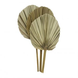 Kit com 3 Folhas de Latânias Natural Desidratada | Distribuidor Das Flores