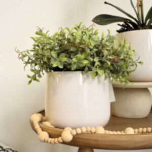 Arranjo Peperomia com Pó no Vaso Bretagne Branco | Essência Singular Distribuidor Das Flores