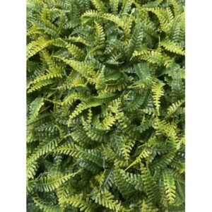 Tapete de Grama Samambaia 60x40cm | Distribuidor Das Flores